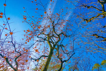 柿の木と青空のイメージ
