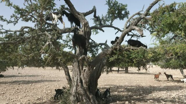 Argan tree with goats eating leaves and nuts, Essaouira, Morocco. The tree is cultivated for the famous Argan oil that is produced from the kernels of the nuts. Real-time footage.