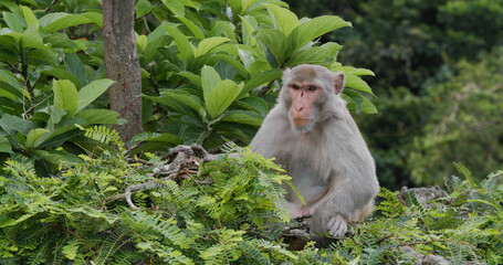 Wild monkey with tree background