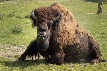 Fototapeta premium Amerikanischer Präriebison