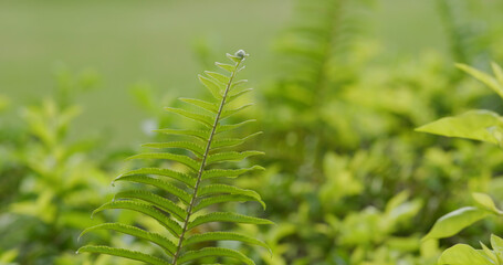 Green fern plant in forest