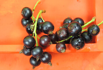    black currant on red wood background