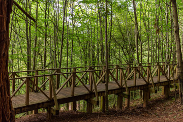 Horizontal view of a wooden walkway to walk through a redwood forest in Cantabria, Spain