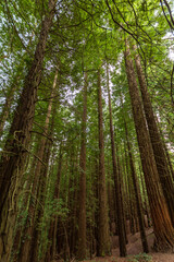 Fototapeta na wymiar Low angle view, at sunset, of a tall redwood forest in Cantabria, Spain, vertically