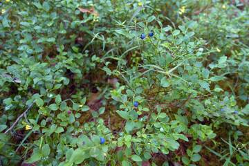 Berries in the forest. Blueberries growing in forest.