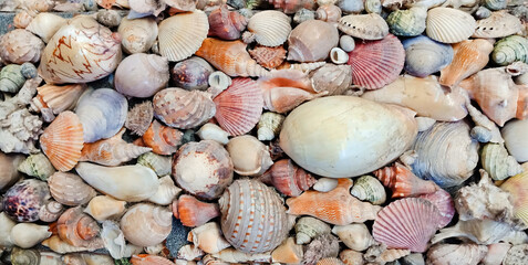 Group of sea shell background for decoration