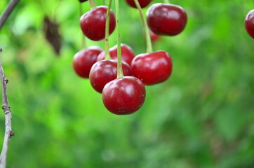 Fresh ripe cherries on the branch