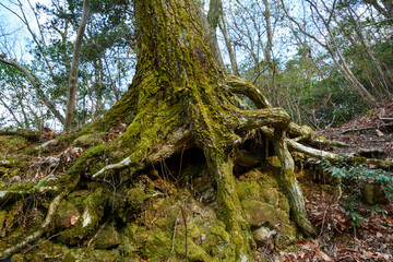 力強く、落ち葉の降り積もった地面を這う、苔生した大木の根っこ。切り株。足元、根元、蛸足、タコ足。