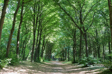 Ile de France - Essonne - Mennecy - Parc de Villeroy - Tilleuls dans la forêt