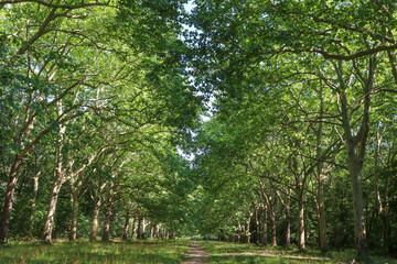 Ile de France - Essonne - Mennecy - Parc de Villeroy -  Allée des Platanes