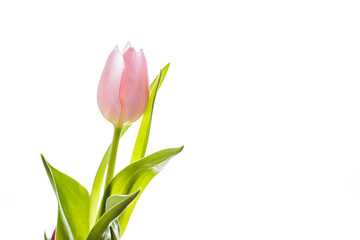 Single soft pink tulip in front of a white background