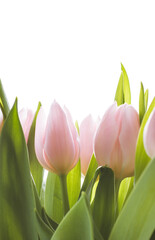 Obraz na płótnie Canvas Bouquet of soft pink tulips, white background