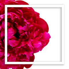 Top view of a red flower on a white background. Minimal summer concept with a beautiful peony. Creative space with a copy of the space with a white border. Flat lay.