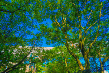 新緑に包まれた玉川上水と建物