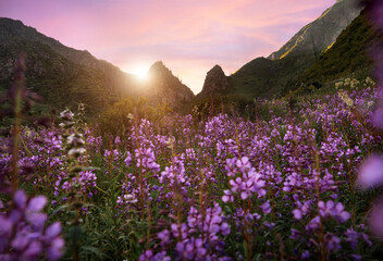 Naklejka na ściany i meble Beautiful landscape of the mountains with purple field