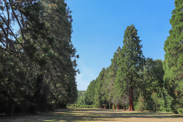 Ile de France - Essonne - Mennecy - Parc de Villeroy - S&eacute;quoias les plus hauts d'Europe