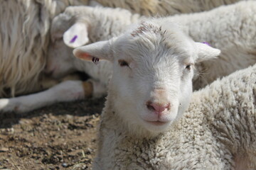 Obraz premium the sheep is sleeping