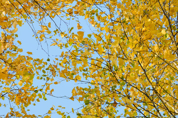 Autumn background with yellow leaves are birch tree on vibrant blue sky
