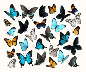 Image of Big vector set of high detailed butterflies printed on Printed Glass Splashbacks
