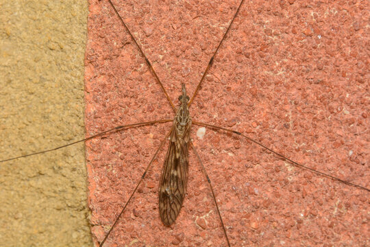 Close up image of a Crane Fly on a house wall. Tipula sp.