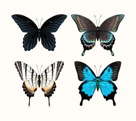 Vector set of high detailed tropic butterflies