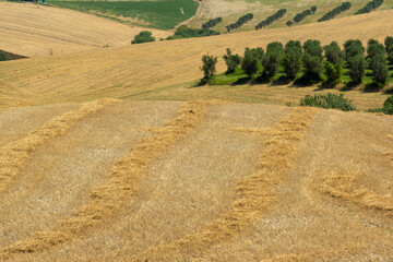 Obraz premium Wheat fields after harvest in the Tuscan countryside