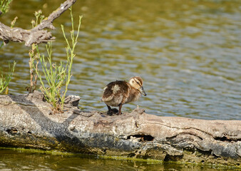 A cute Mallard Duckling resting on a log in a natural lake.
