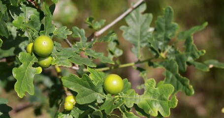 oak galls/oak apples of the gall wasp on a young oak tree during a sunny summers day in scotland.