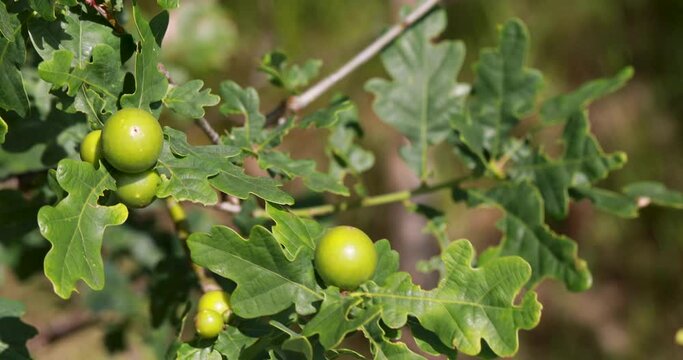 oak galls/oak apples of the gall wasp on a young oak tree during a sunny summers day in scotland.