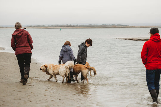 Family walking dogs along shoreline