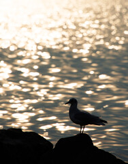 Seagulls on the shore of the ocean