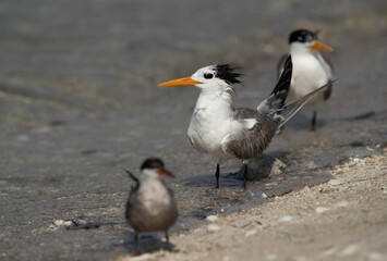 Greater Crested Terns and a white-cheeked tern at Busaiteen coast, Bahrain