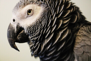 African Grey © Krystal