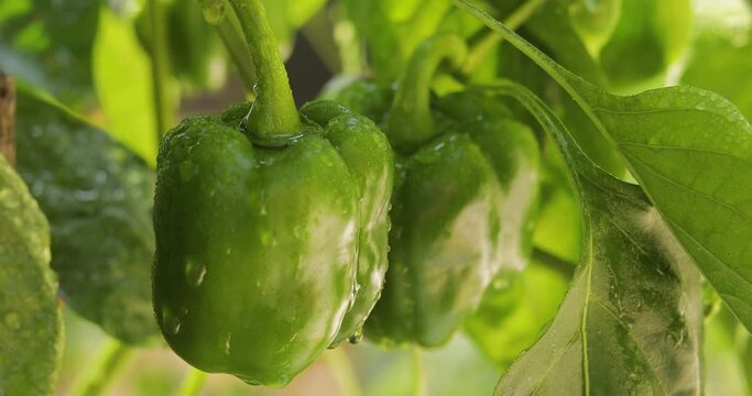 fresh green bell peppers in the rain