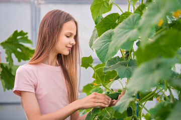 A beautiful slender girl collects cucumbers in the summer in a greenhouse. Eats cucumber. Harvesting in the vegetable garden in summer.