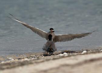 White-cheeked Tern trying to snatch fish from other at Busaiteen coast of Bahrain.
