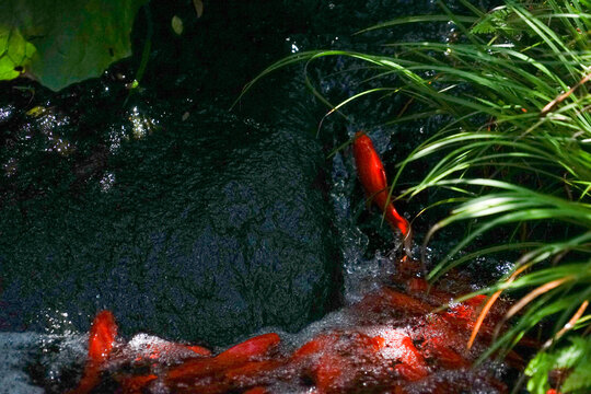 滝のぼりをする鯉のイメージ