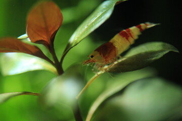 Tiny Red and White Shrimp Resting Under Leaf