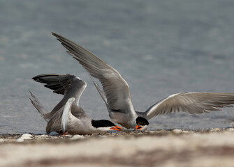 White-cheeked Terns on the ground fighting afor a fish at Busaiteen coast of Bahrain