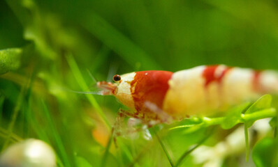 Red Crystal Shrimp (Dwarf Shrimp) Macro Shot Nature Aquarium