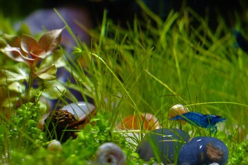 Delicate Tiny Blue Shrimp Near Tiny Acorn Underwater on a Grass Field with Gems
