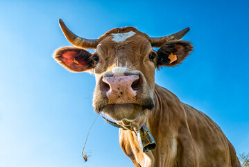 Cow head close-up with sky in background