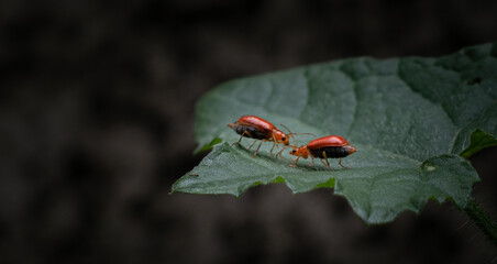Bugs Fight