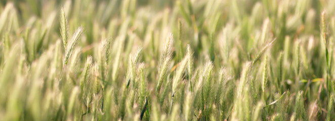 Green grass in sunlight, spring summer natural background.