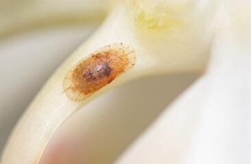 A macro image of a Scale Insect on an Orchid flower.
