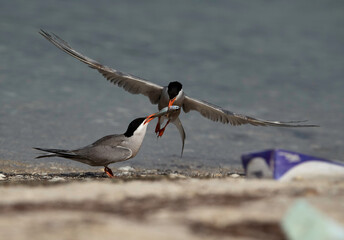 White-cheeked Tern snatching a fish from other at Busaiteen coast with a garbage at the side,...