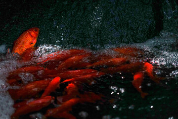 Obraz na płótnie Canvas 滝のぼりをする鯉のイメージ