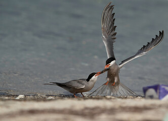 White-cheeked Tern snatching fish from other at Busaiteen coast of Bahrain
