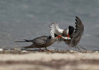 White-cheeked Tern fighting for a fish at Busaiteen coast of Bahrain