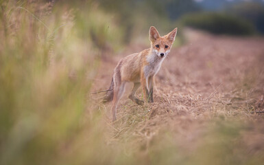 red fox vulpes